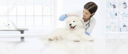 90215898-veterinäruntersuchungshundtierarzt-überprüft-den-ohrhunden-auf-dem-tisch-in-der-tierarztklinik-.jpg